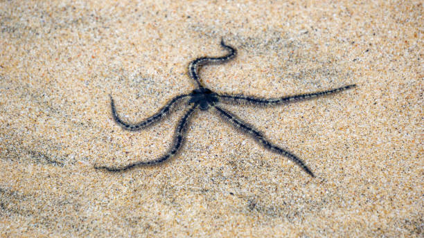 istock Ophiothrix fragilis (common brittle star, hairy brittle star, Asteria cuvieri, Ophiocoma minuta). This animal is extremely variable in colouration, ranging from violet, purple or red to yellow 2151771335