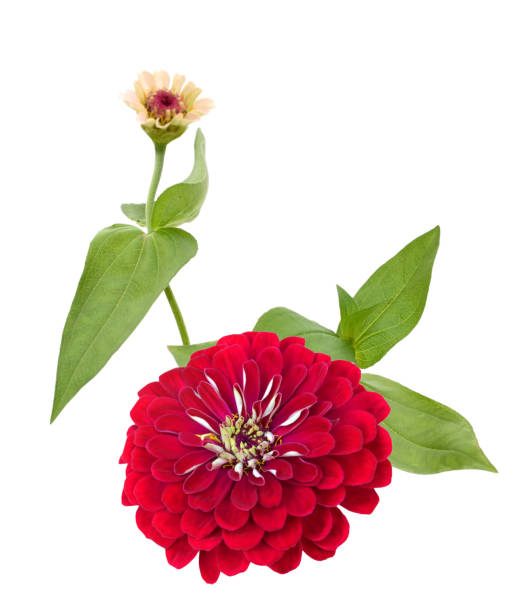 istock Red zinnia flower branch isolate white 2151771802