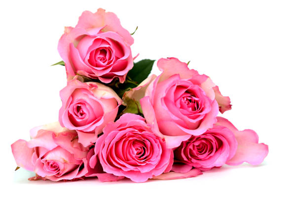 istock Rose flowers bouquet isolated white 2151771838