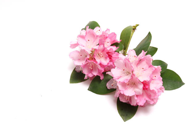 Rhododendron flower isolated on a white background.