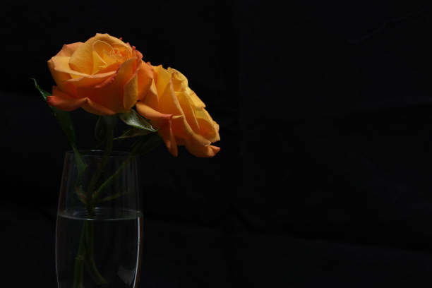 Orange roses in a glass vase on a black background with copy space.