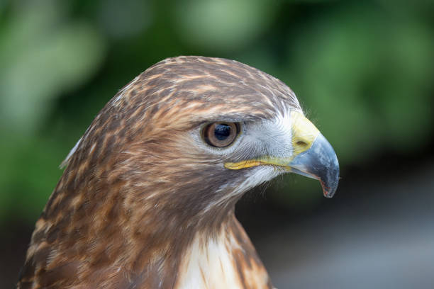 istock Portrait of Red Tailed Hawk face in profile. 2151772149