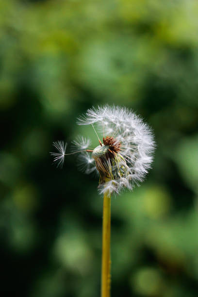 istock dandelion flower in green field with bushes 2151772918