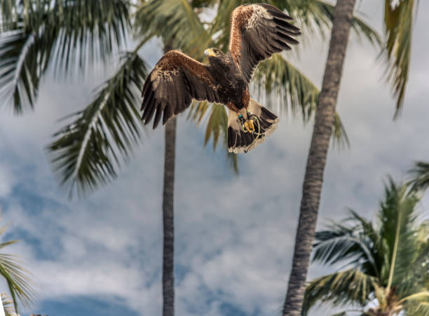 A large bird with a yellow beak is flying over a palm tree A large bird with a yellow beak is flying over a palm tree. The sky is cloudy and the bird is in the air young black chested buzzard eagle geranoaetus melanoleucus stock pictures, royalty-free photos & images