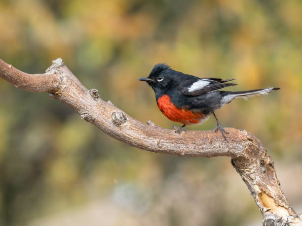 A Painted Redstart in Arizona