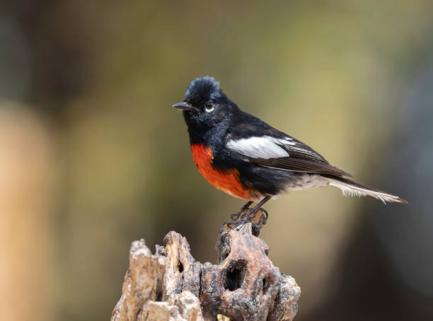 istock A Painted Redstart in Arizona 2151777916