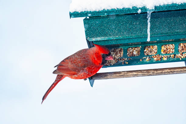Redpoll perching on a terracotta bird feeder.