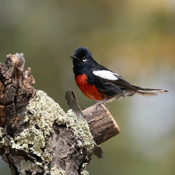 istock A Painted Redstart in Arizona 2151777951