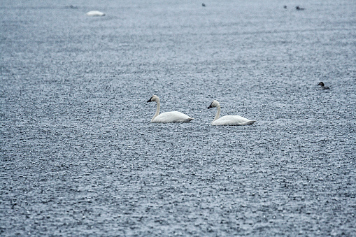 A pair of Tundra Swans are swimming on the main lake at Montezuma National Wildlife Refuge in the Finger Lakes Region of western New York State during an extreme weather absolutely torrential rain storm downpour.