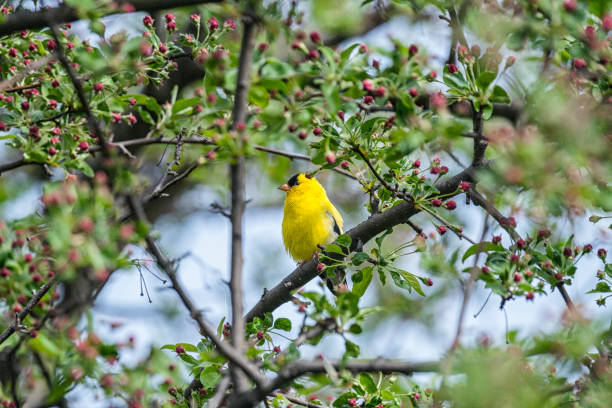 istock American Gold Finch Perched in Blooming Early Spring Crabapple Tree 2151778010