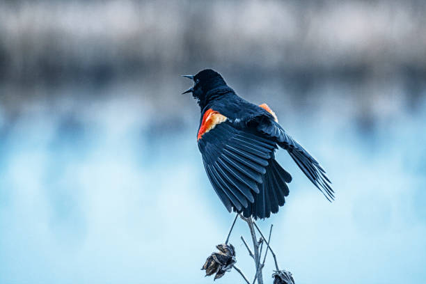 A Red-winged Blackbird with its wings spread open on a cattail. Taken in Washington State.