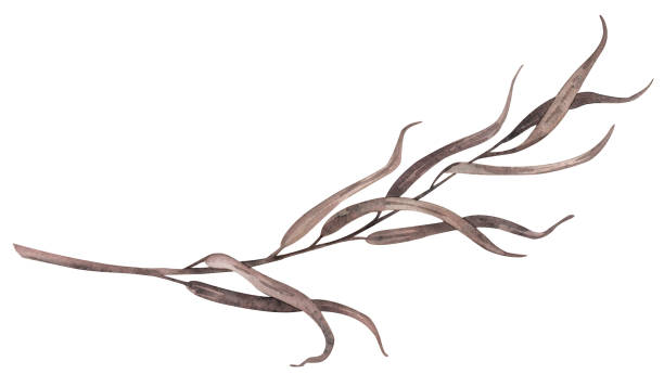 istock Watercolor drawing, branch leaves withered, dry, herbarium, autumn. Illustration for gift, postcard and packaging design. 2151780147