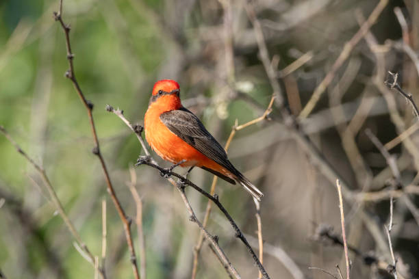 istock Female Vermillion Flycatcher in Arizona 2151781108