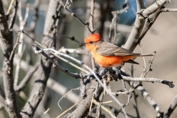 istock Female Vermillion Flycatcher in Arizona 2151781132