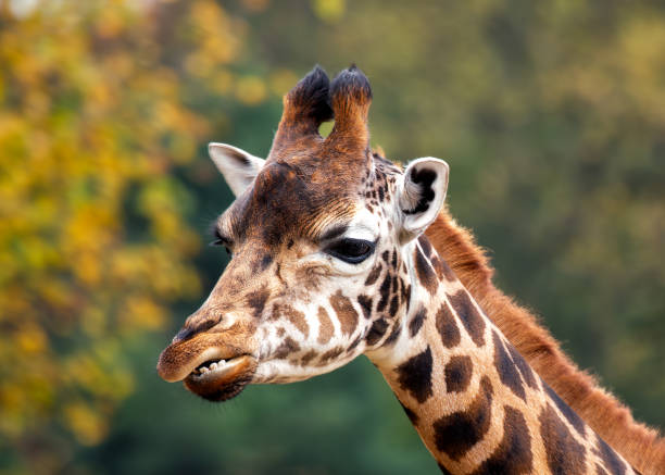 istock Giraffe (Giraffa camelopardalis), African Savanna 2151783235