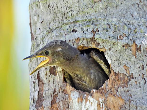 istock Common Starling (Sturnus vulgaris) also known as the European starling. 2151783407