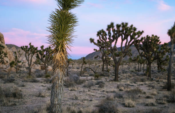 istock Joshua Tree Pink Sunset Landscape 2151783924