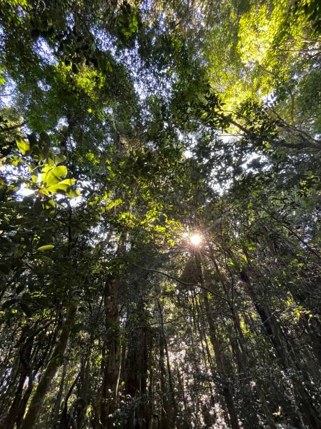istock O'Reilly's Rainforest Retreat 2151786106