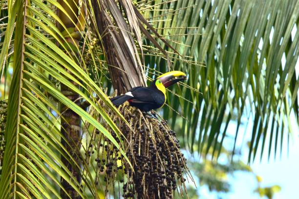 istock Yellow-throated Toucan Perching 2151786393