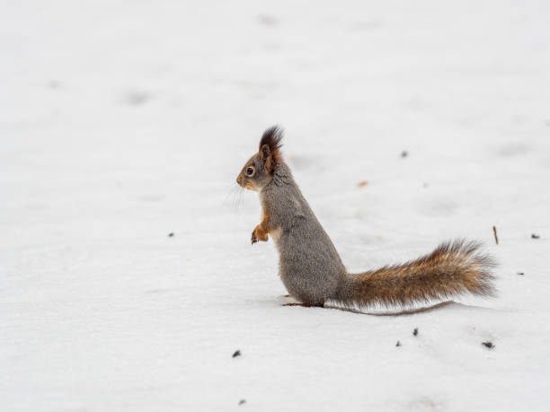 istock The squirrel funny standing on its hind legs on the white snow 2151787393