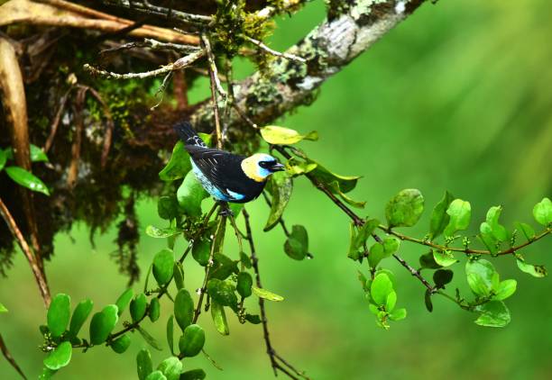 istock Golden Hooded Tanager 2151788299