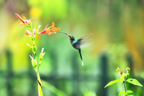 istock Green Hermit Hummingbird 2151788395