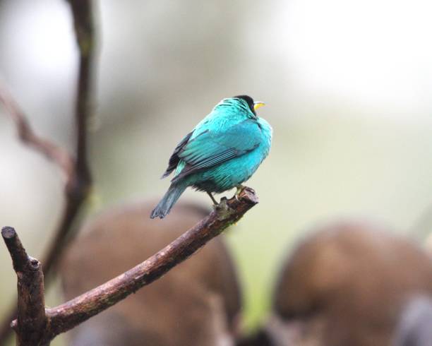 Blue bird