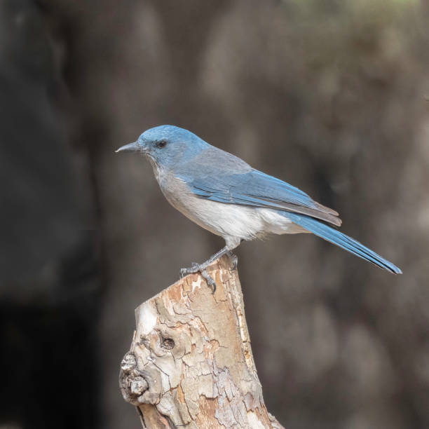 istock A Mexican Jay in Arizona 2151792457