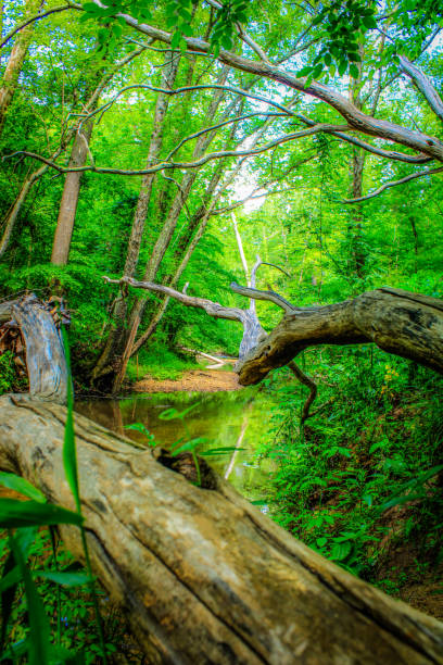 istock Dead trees fallen over the creek 2151793495