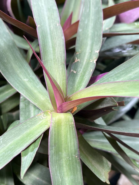 istock Tradescantia spathacea plant 2151795059