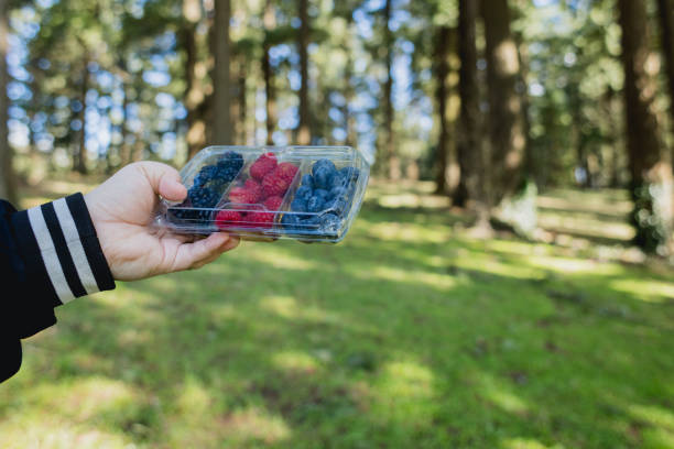 Assorted berries (raspberries, blackberries, blueberries) in a Recyclable transparent PET (polyethylene terephthalate) packaging, with a nature background. Variation of photos some with a persons hand holding the tray, some with the person's torso visible, naturally holding products in hands.