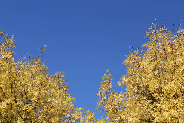 Yellow Autumn leaves on a Golden Ash tree against a blue sky background