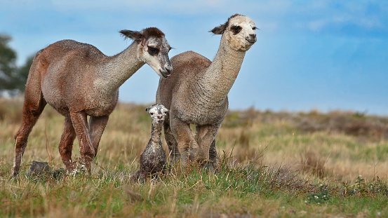 Close up portrait of a cute new born alpaca with it’s mother out in a paddock
