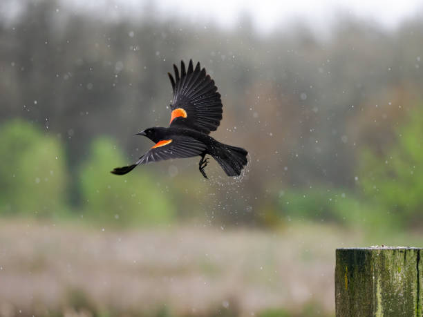 adult male red winged blackbird flying