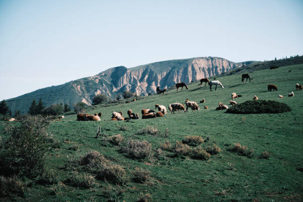 Horses and sheep are grazing on highlands in spring