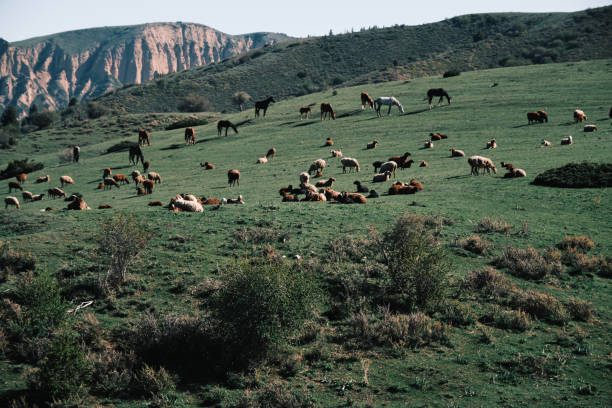 Wild horses in their free behavior on the mountainous karst plateau in Bosnia and Herzegovina