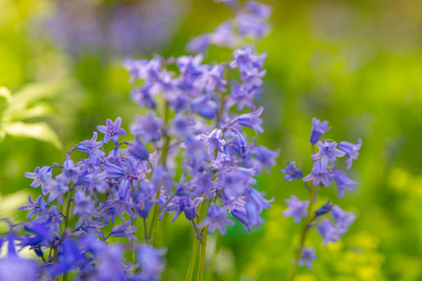 istock blooming purple bellflowers in spring 2151805667