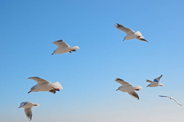 White seagulls soaring in the air with the blue color of sky in the background