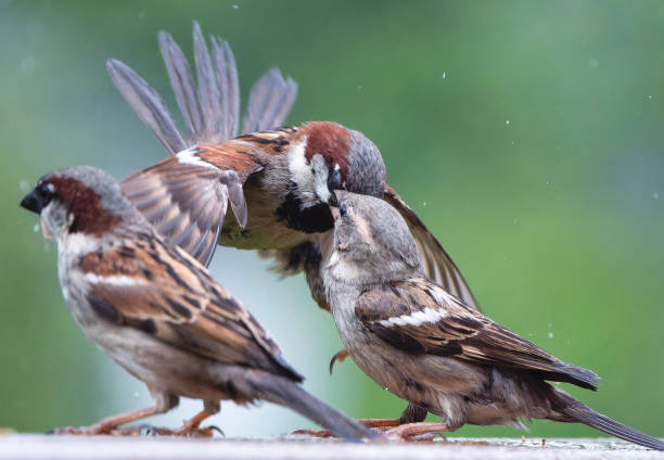 istock A group of Sparrows fighting on the backyard deck 2151807792