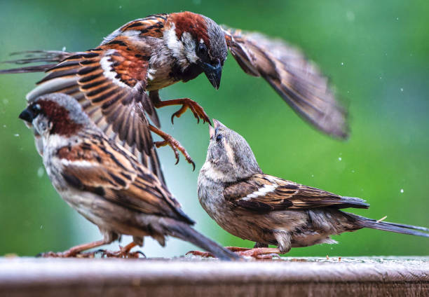 istock A group of Sparrows fighting on the backyard deck 2151807805