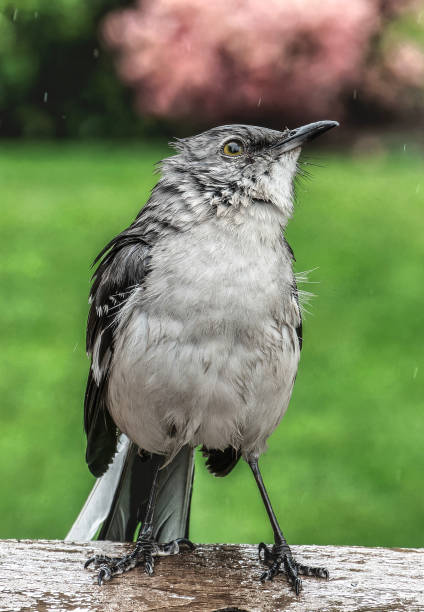 istock A Northern Mockingbird perched in the rain 2151807809