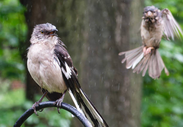 istock A Northern Mockingbird perched in the rain 2151807812