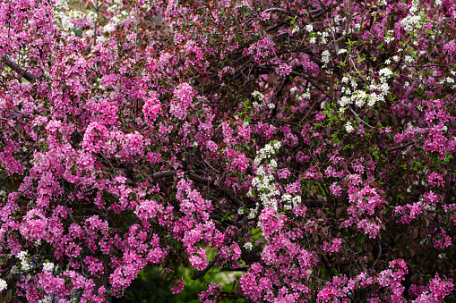 Blooming Trees in Springtime  - Nature background with selective focus, soft background, soft bokeh with colorful white, pink and purple flowers blooming on tree branches.