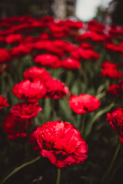 Bright red spring tulips