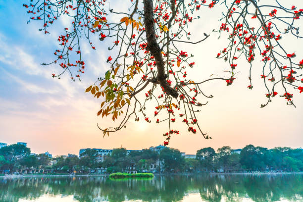Blooming bombax ceiba branches at Hoan Kiem lake. Turtle Tower  sunset sky on background