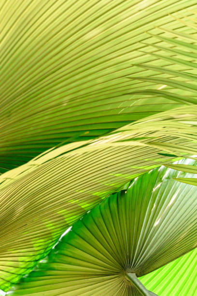 istock Close up of palm leaf texture background, tropical leaf plant 2151812556