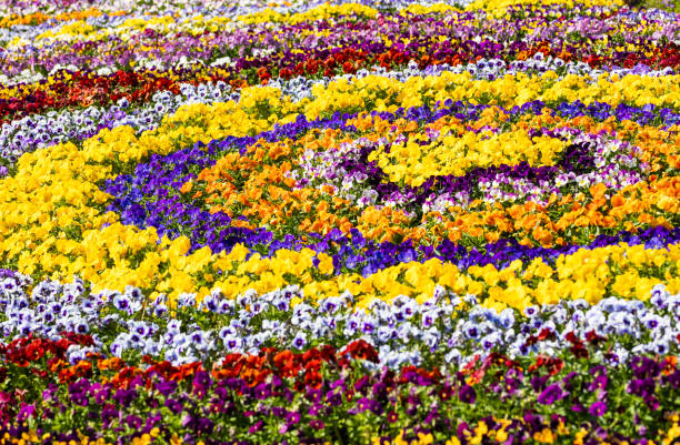 Close up tight view of various colorful flowers in a field.