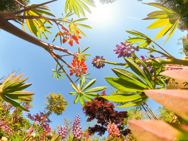 An ultra low angle view looking up through a colorful garden of various flowers in the springtime.