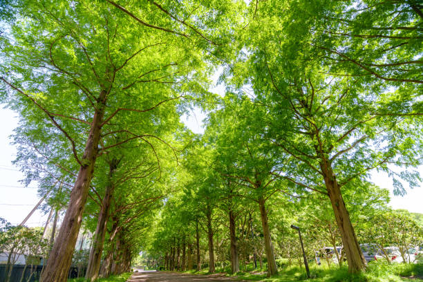 Beautiful fresh green metasequoia trees lined with sunlight filtering through the trees
