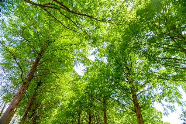 Beautiful fresh green metasequoia trees lined with sunlight filtering through the trees